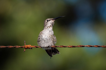 one cute tiny female Ana's hummingbird resting on rusted orange bob wire under the sun looking around with creamy green background