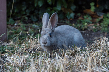 cute grey rabbit laying on dry grass field searching for food in front of bushes