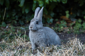 side portrait of a cute grey rabbit sitting on the dry grass field in front of green bushes in the shade