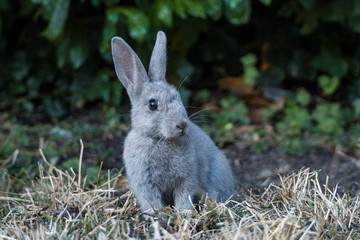 cute grey rabbit sitting on dry grasses in front of green bushes