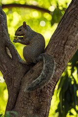 one cute brown squirrel sitting on the split of tree branch under the shade eating something in its hand with blurry green leaves background