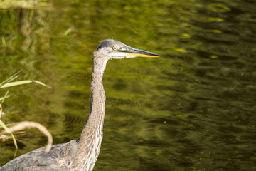 side portrait of one great blue heron standing in the pond with green reflection on the water surface on a sunny day