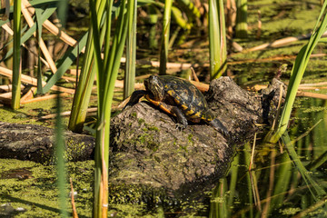 one turtle resting on the floating wood in the pond under the sun surrounded by tall green grasses