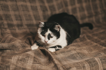 black-and-white cat lying on the back on the couch