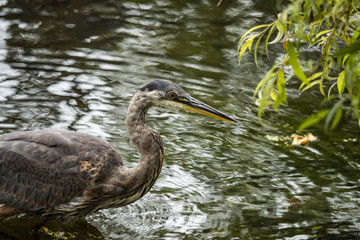 one great blue heron fishing in the pond near a tree with green reflection on the water surface
