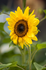 Obraz premium single sunflower with yellow gradient petals blooming in the field with blurry green background