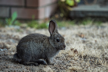 close up side portrait of a cute grey rabbit sitting on dirt ground covered with thin layer of brown grasses in front of red brick wall