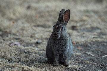 portrait of one grey rabbit sitting on dry grass field 