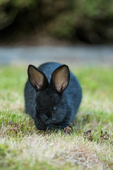 close up of a cute tiny black bunny sitting on green grass field eating something in its mouth