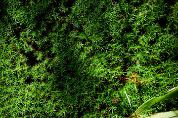 Fototapeta premium forest green moss texture, very beautiful young grass background coniferous moss