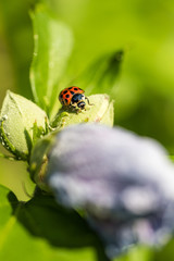 close up of a dense dotted ladybug crawling on top of flower buds in the garden under the sun with blurry green background