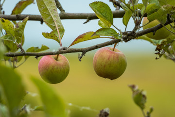 two apples hanging on the branch in open field with blurry green background