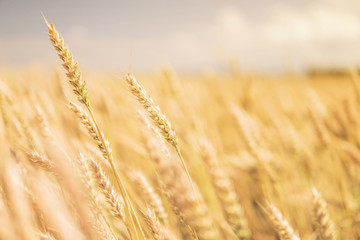 Fototapeta premium ripe ears of wheat close-up bend in the wind