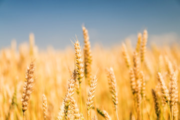 Obraz premium ripe golden spikelets of wheat close-up