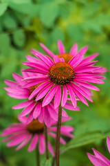 pink Coneflower blooming in the garden under the shade with green leaves background
