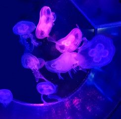 Beautiful aquarium with jellyfish. Pink and blue backlight