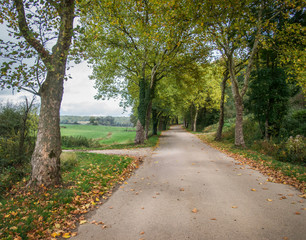 Fototapeta na wymiar Peaceful paved road through leafy trees and fallen leaves in autumn