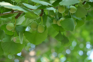 Green leaves and seeds of ginkgo    