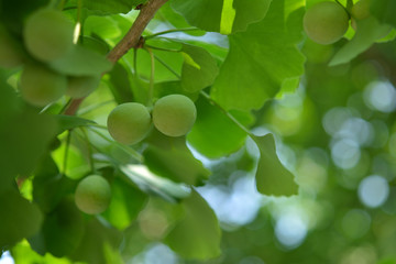 Green leaves and seeds of ginkgo    