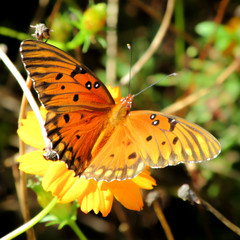 Butterfly on Orange Flower