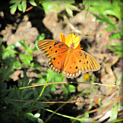 Small Butterfly on Orange Flower