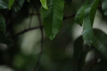 Fototapeta premium Water dripping from leaves of a tree