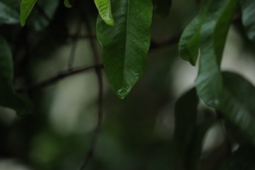 Water dripping from leaves of a tree