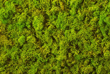 Texture of green decorative moss. Natural moss for interior design.