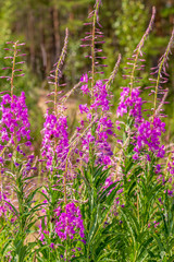 Purple flowers of fireweed, Rosebay Willowherb, Epilobium angustifolium, French willow, Ivan-tea in natural background, healthy tea, traditional medicine. Floral background.