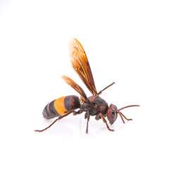 Dead Waspe on white background