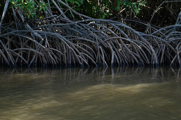 The roots of mangrove forests in tropical Thailand