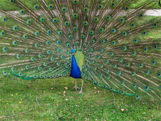 paon faisant la roue dans les jardins de Bagatelle à Paris