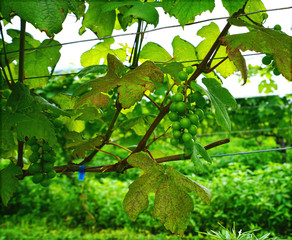 まだ青いワイン用のブドウ、大分の久住高原で栽培されるワイン用の葡萄、