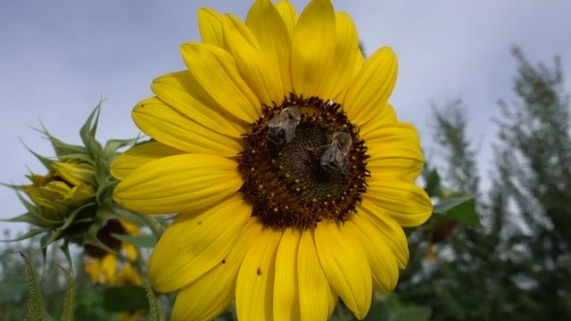 Sonnenblume mit Bienen
