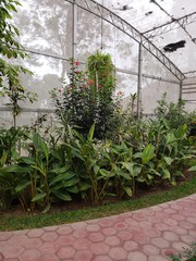 plants in greenhouse