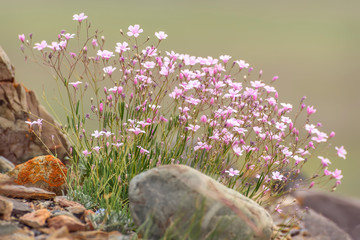 gypsophila pink flowers closeup stones mountains
