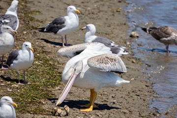 Pelican looking for food