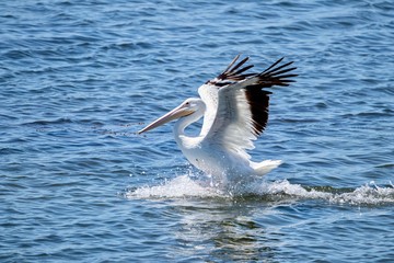White Pelican landing in water