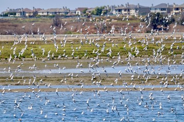 Flock of Willet birds at Bolsa Chica Ecological Reserve in Huntington Beach, California 