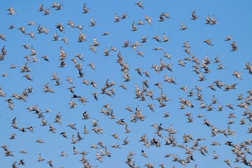 Flock of birds against blue sky