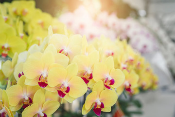 Close up of beautiful orchid flower in tropical garden, spring time season