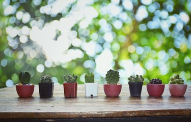 Cactus  in pots on green background 