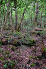 Views of forest path to Bat Cave around Mount Fuji Japan, by Kawaguchiko Tenjozan Park and Lake Kawaguchi. Asia.