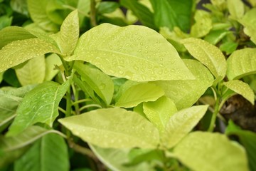 background of green leaves