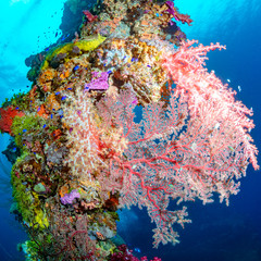Pink Soft Coral On A Vertical Mast In Shallow Blue Water