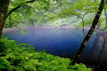 Obraz premium 《十二湖の四季》青森県深浦町