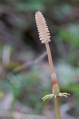 Equisetum with strobili in spring