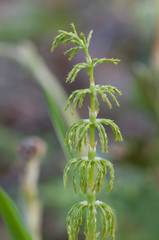 Naklejka premium Equisetum in spring, fragment