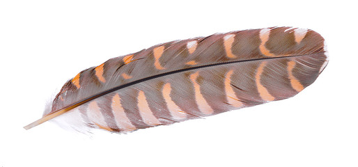 collection pen feathers of birds, isolated on white background