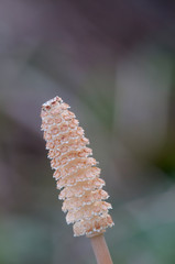 Equisetum with strobili in spring